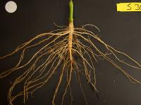 Roots