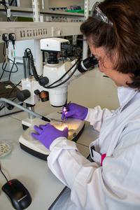 Dr Kourmpetli microscope