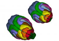 Ferret Brain