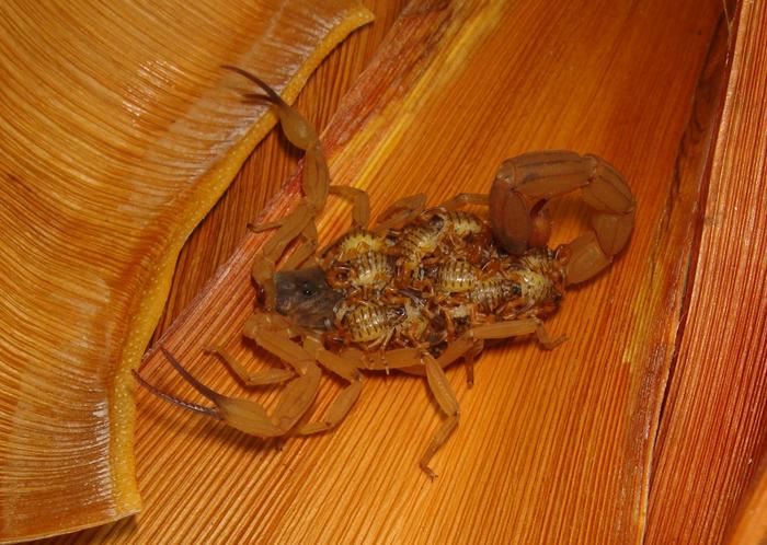 Tityus serrulatus scorpion