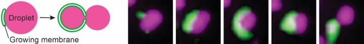 Autophagy 'Eats' Portions of Liquid Droplets in Cells