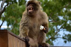 A Gibraltar macaque with an ice cream