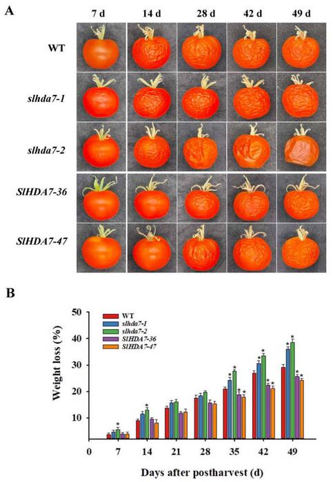 SlHDA7 extends the fruit shelf life of tomato.