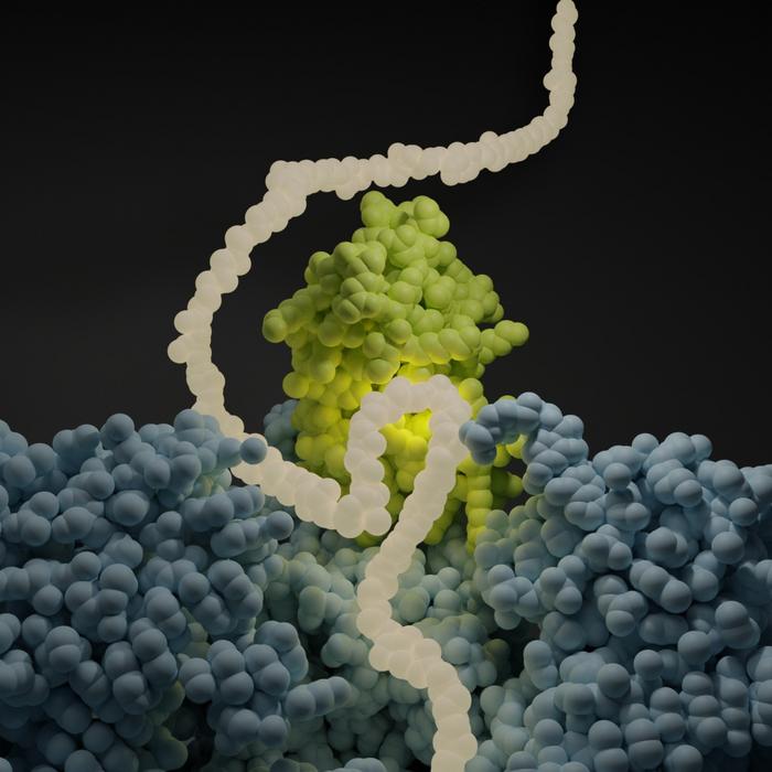NAC protein folding