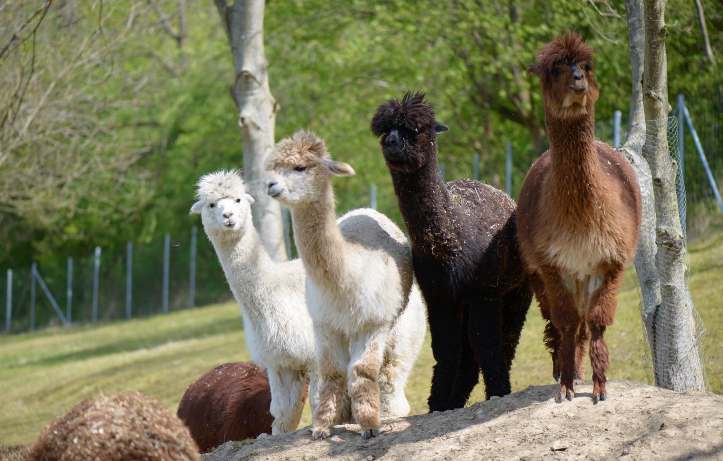 Alpacas