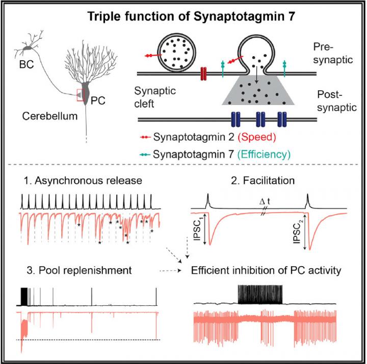 The Triple Function of Synaptotagmin 7