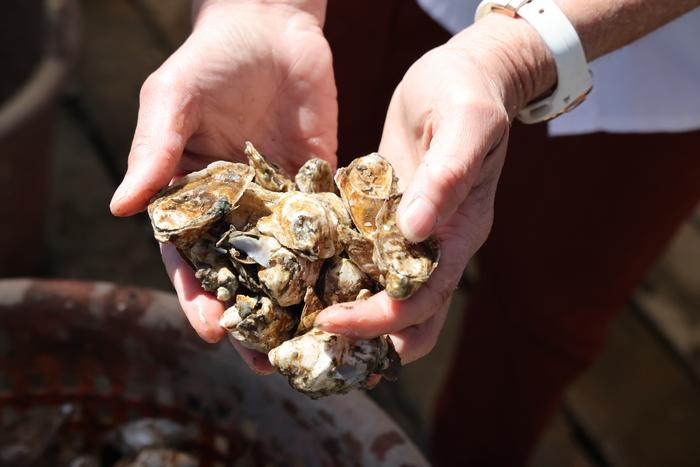 Oysters In Hand