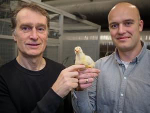 Researchers and chicken