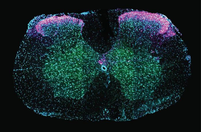 Spinal Neurons Driving Ejaculation