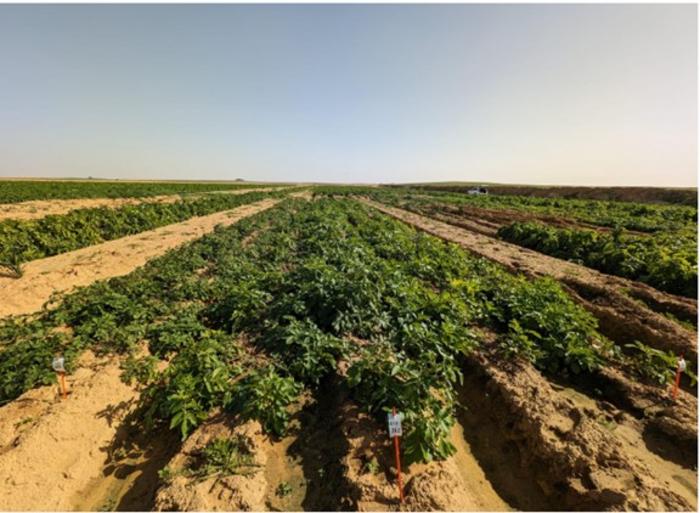 RumaFeed Varieties Plot