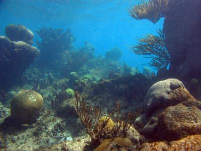 Corals (2 of 2)