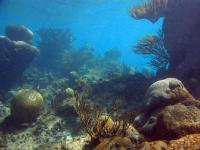 Corals (2 of 2)