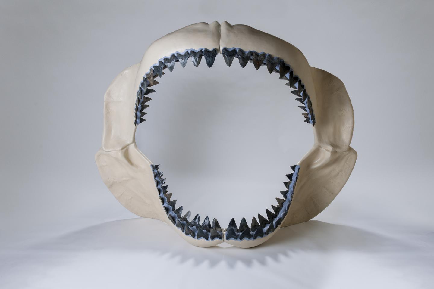 Megalodon was Largest Shark that Ever Lived