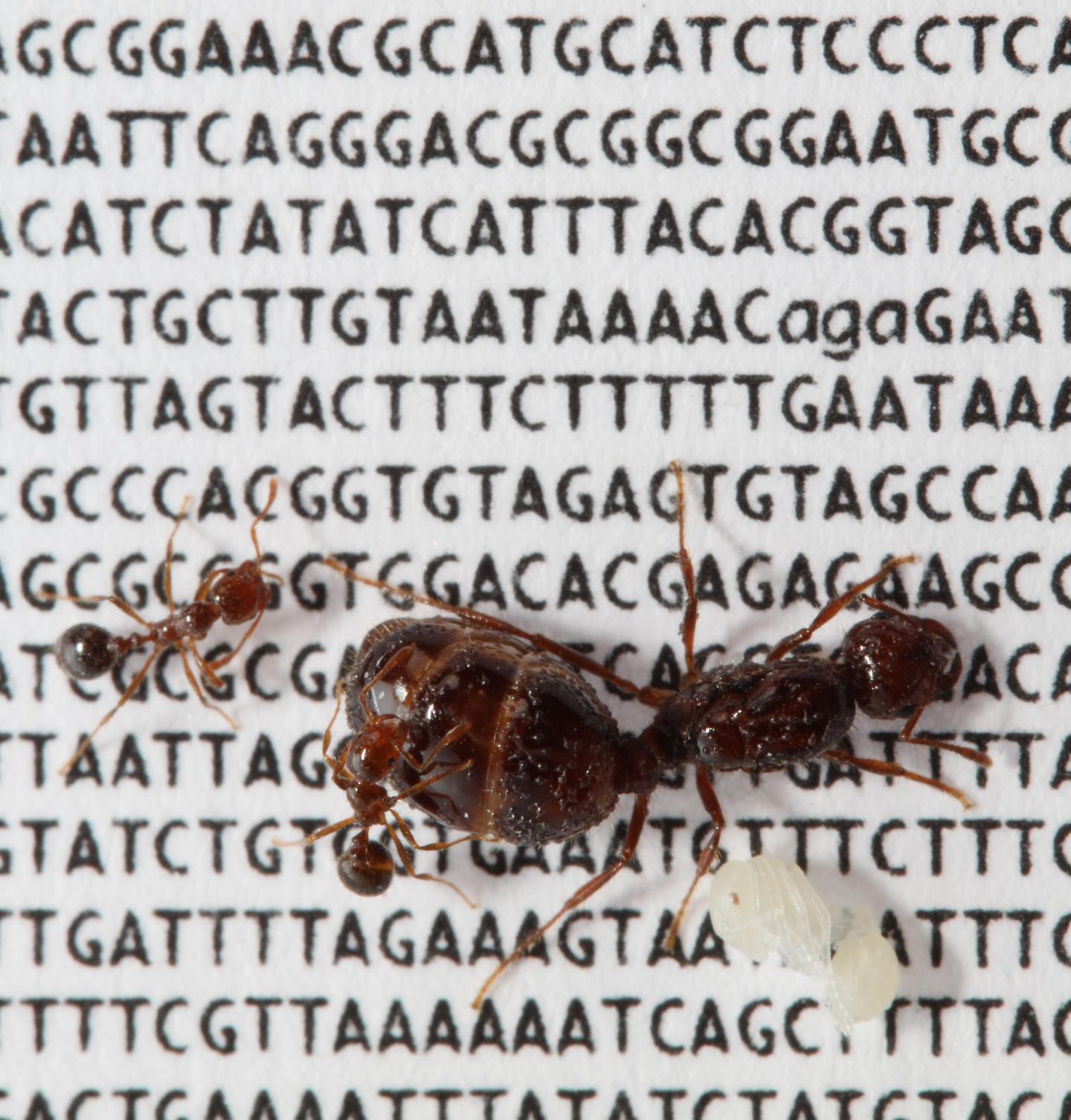 Fire Ant Queen with Two Workers