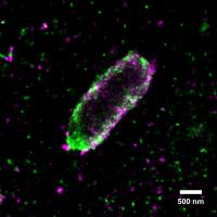 Salmonella II
