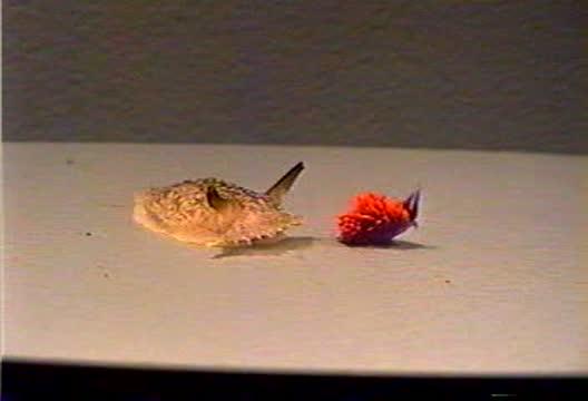 Pleurobranchaea Learning
