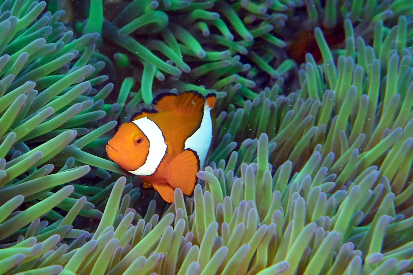 Clownfish