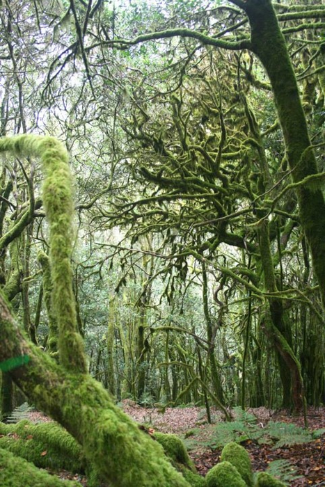 Laurel Forest