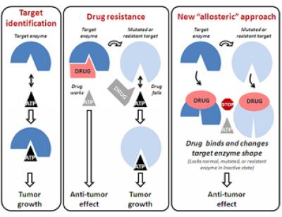 Anti-tumor