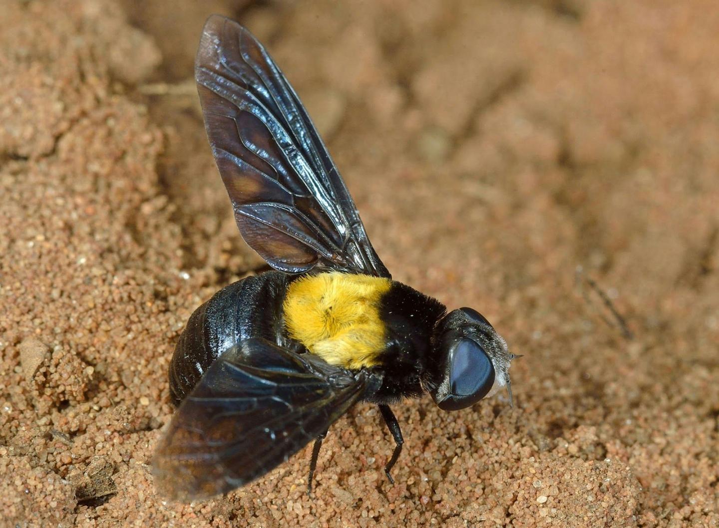 <em>M. xylocopae</em>