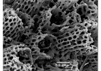 Coral Skeleton
