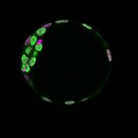Mouse Embryo