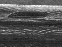 Hessian Fly Larvae