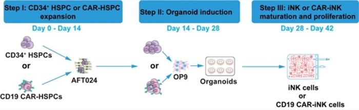 Overview of the method for large-scale production of iNK and CAR-iNK cells from cord blood CD34+ hematopoietic stem and progenitor cells