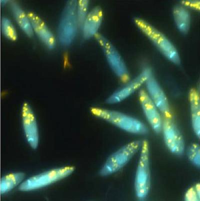 <i>Leishmania</i>