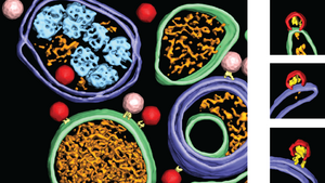 Polio virus figure