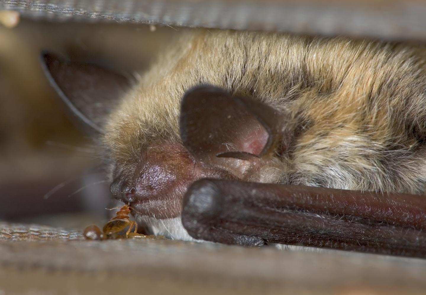 Bed Bugs and Bats