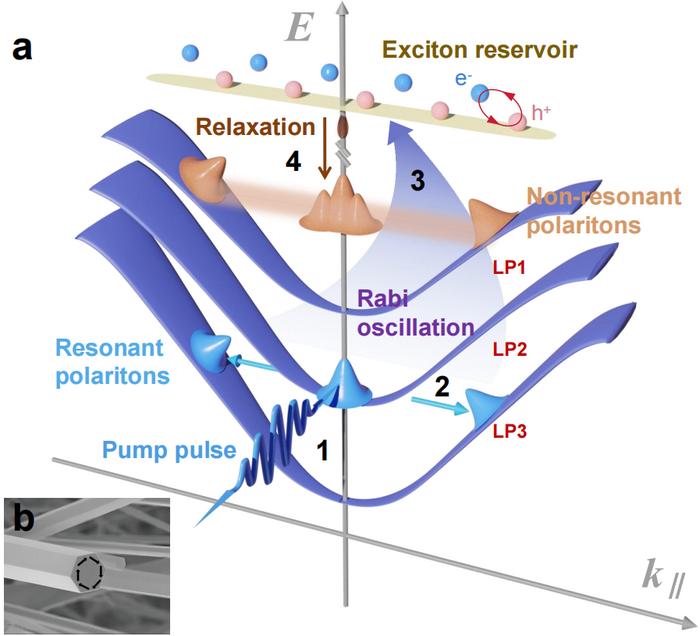A schematic diagram showing the underlying dynamics of polaritons at resonant excitation.