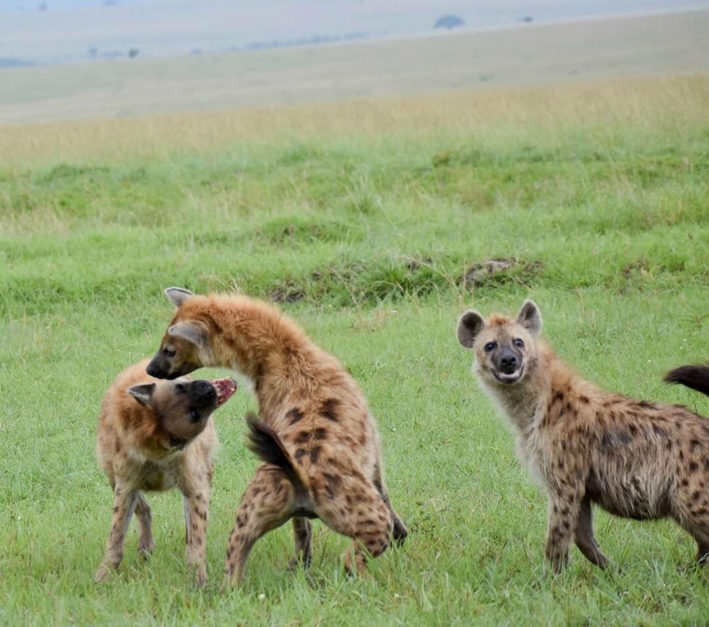 Hyena