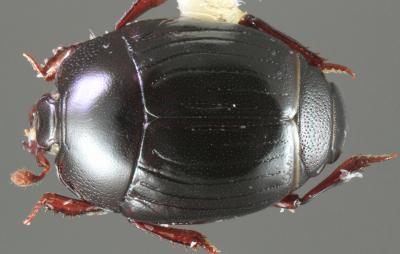 <i>Operclipygus falini</i>