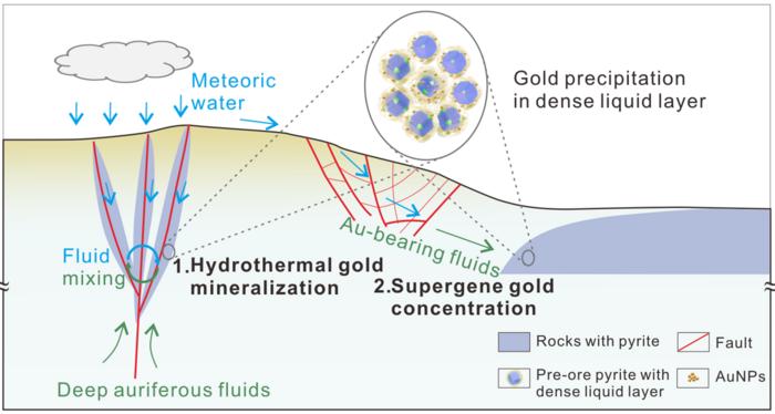 Schematic diagram of gold enrichment in the dense liquid layer during hydrothermal mineralization and supergene concentration