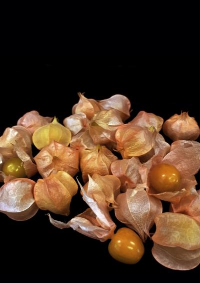 Groundcherries