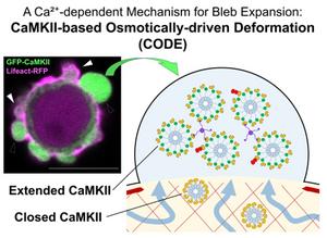 Protein clusters drive membrane expansion and movement in cancer cells