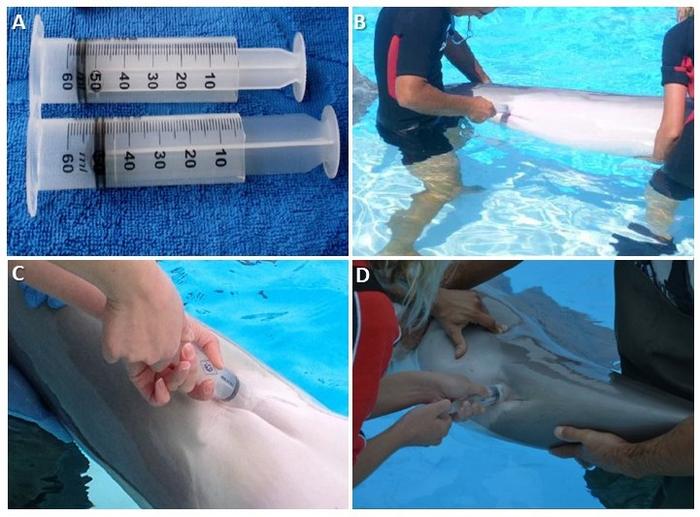 First insights into the miRNA landscape of Tursiops truncatus milk reveal shared dominant microRNA families with terrestrial mammals
