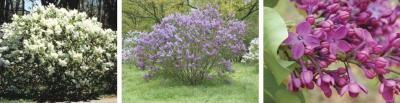 Patriotic Lilacs