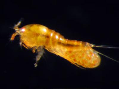 Female copepod