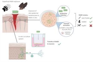 Rabies virus infection and immune activation in human epidermal keratinocytes: Implications for rabies transmission