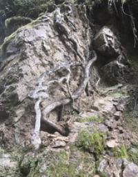 Looking Far Beneath Tree Roots Brought the Discovery of a Hidden