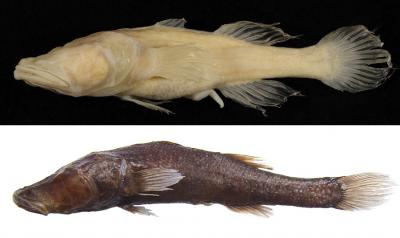 Cave Fish