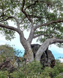 Fig tree
