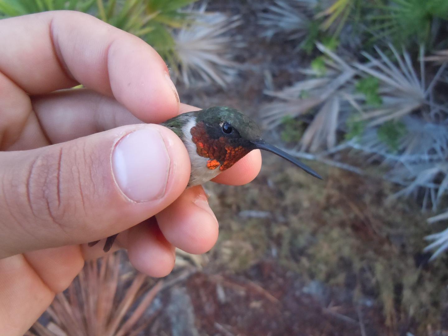 Male Ruby-throated Hummingbird