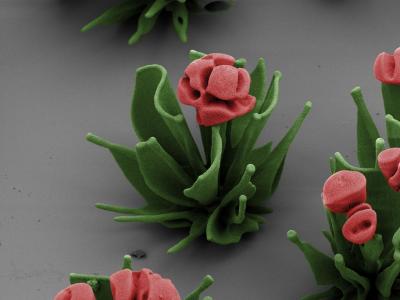 Close-Up of 1 Flower