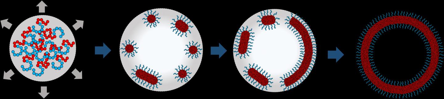 Schematic of the Self-Assembly of Amphiphilic Molecules