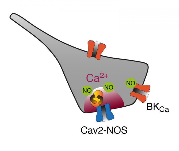 How Enzymes Communicate