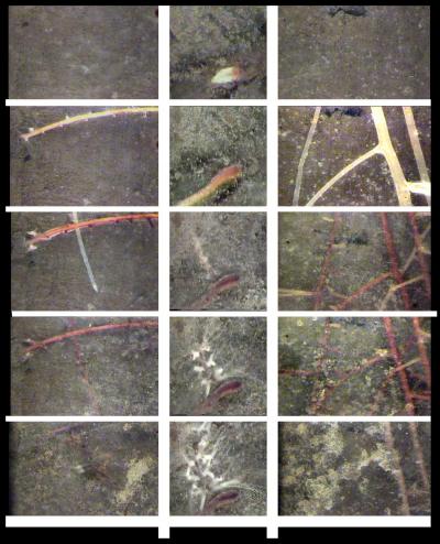 How Much Carbon is Held at the Roots?
