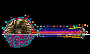 Full Bas63 structure